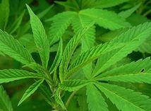 droga, marihuana