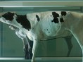 hirst