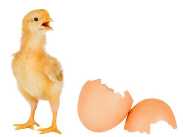 ilustračné foto vajce sliepka vajcia