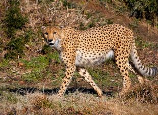 Gepard.