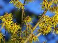 Hamamelis