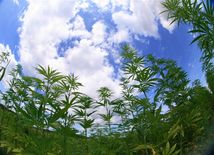 marihuana, droga, drogy, ľahké drogy, canabis