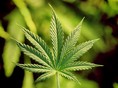 marihuana, droga, drogy, ľahké drogy, canabis