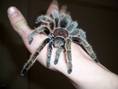 pavúk, tarantula