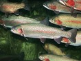 Ryby, pstruh potočný, Salmo Trutta, potok, rieka