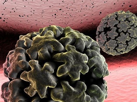HPV vírus, papilomavírus
