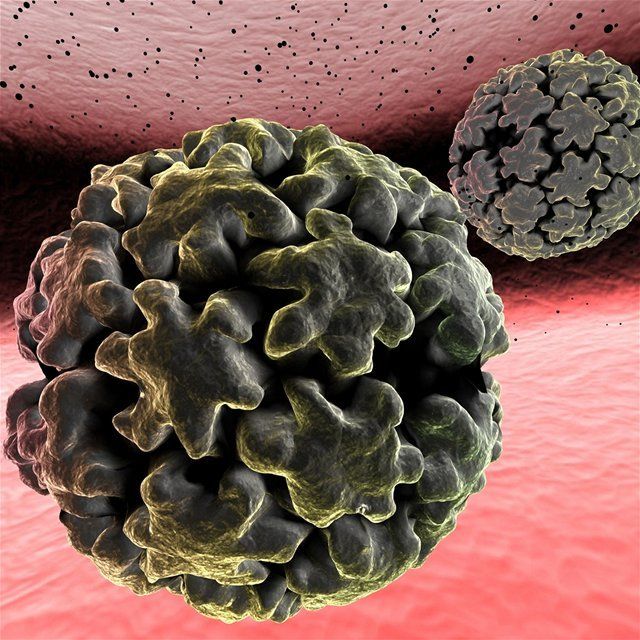 HPV vírus, papilomavírus