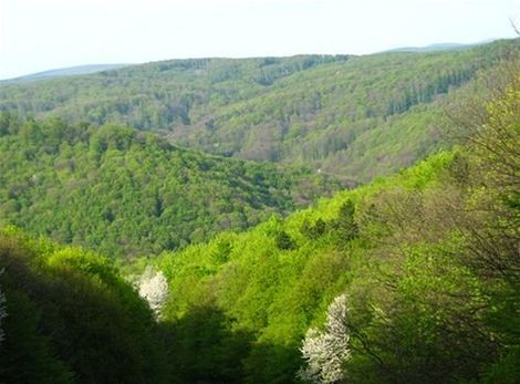 Koliba, príroda