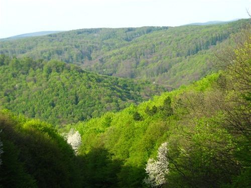 Koliba, príroda
