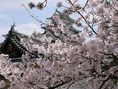 sakura, Japonsko