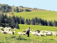bača, ovce