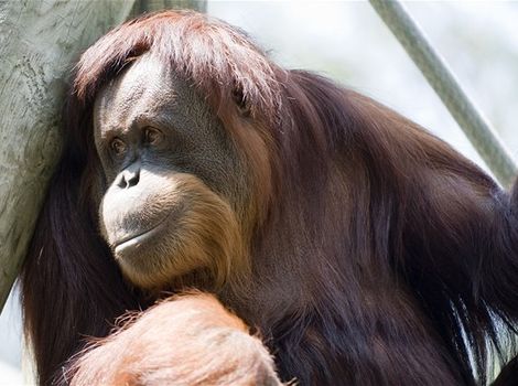 orangutan