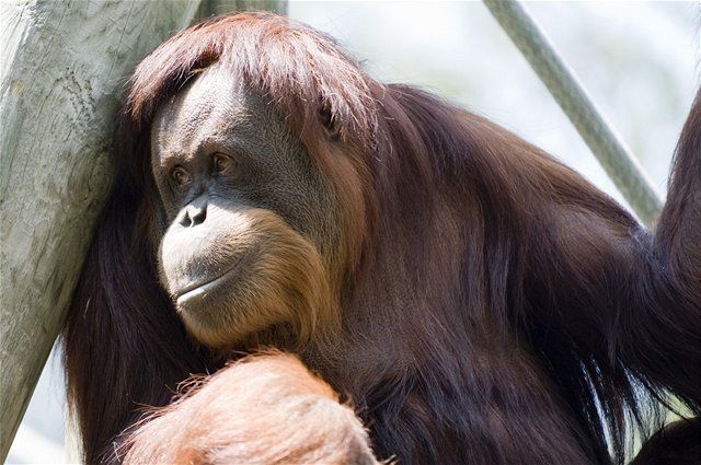 orangutan