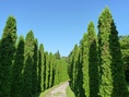 Arborétum Mlyňany