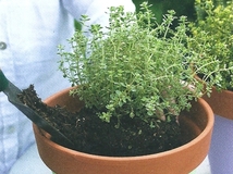 Sadenica