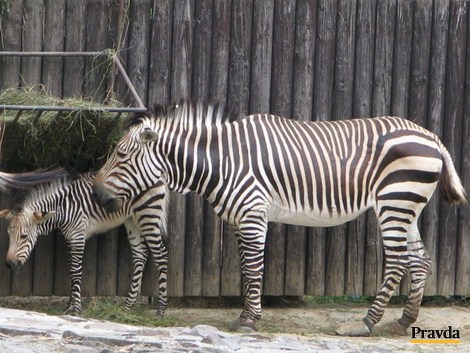 ZOO Bojnice
