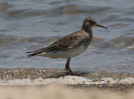 calidris melanotos, pobrežník škvrnitý, vták