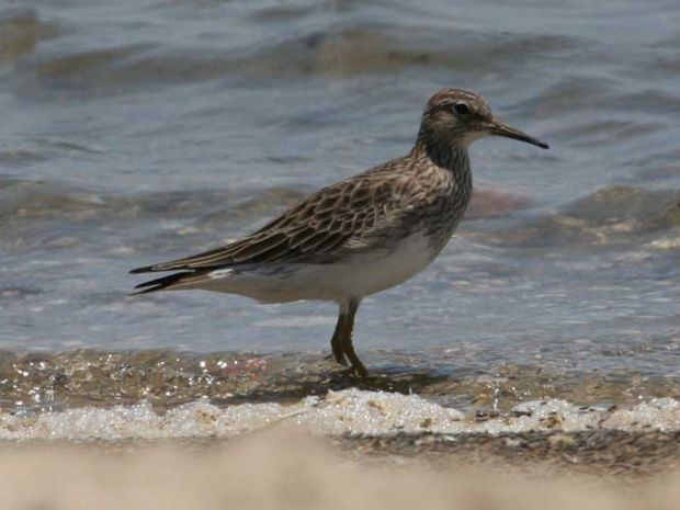 calidris melanotos, pobrežník škvrnitý, vták