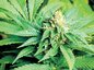 Marihuana