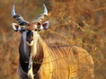 antilopa, antilopa Derbyho