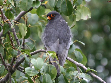 sokol-cervenonohy-falco-vespertinus-clanok.jpg