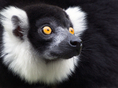 lemur, lemur vari