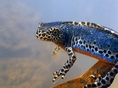 salamandra, obojživeľníky