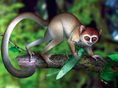 Archicebus achilles