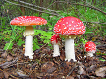 Amanita muscaria - Muchotrávka červená