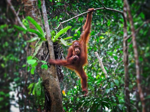Orangutany patria ku kriticky ohrozeným druhom.