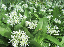 Cesnak medvedí - Allium ursinum
