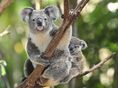 koala
