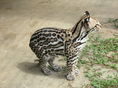 ocelot stromový