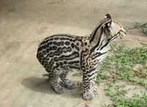 ocelot stromový