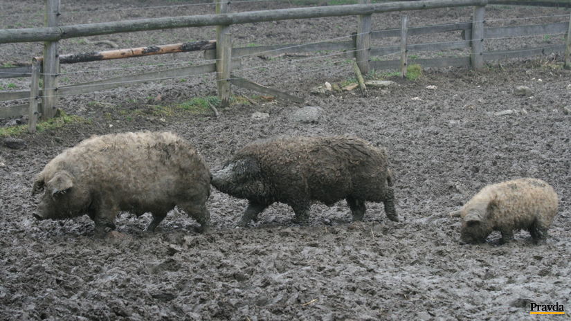 Obrázek