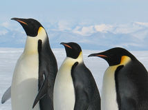 Mláďatá tučniaka obrovského ohrozuje...