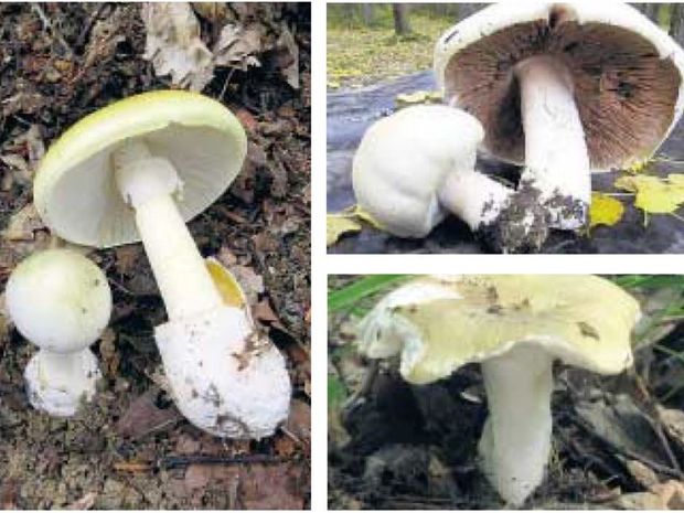 Muchotrávku zelenú (vľavo) si možno ľahko pomýliť s pečiarkou ovčou (vpravo hore) alebo plávkou bukovou (vpravo dole).