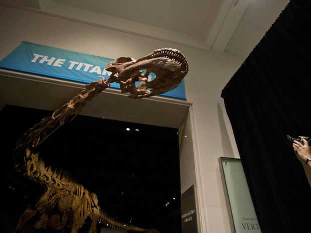 Novým lákadlom Amerického prírodovedného múzea v New
Yorku je čerstvý prírastok - kostra nedávno objaveného dinosaura, ktorému
odborníci ešte ani nestačili dať meno.