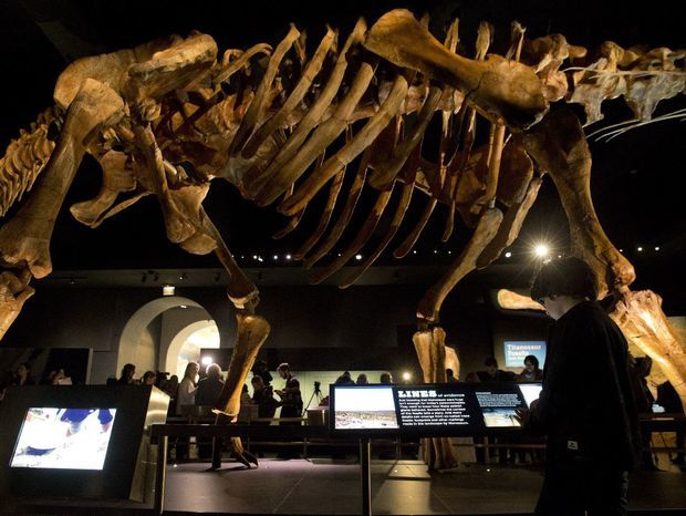 Nový dinosaurus však svojou veľkosťou všetky exponáty
prekonáva.