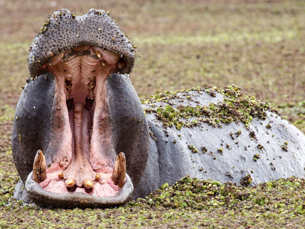 Botswana