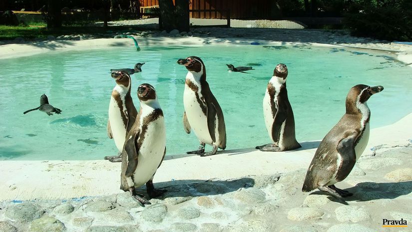 Pingwiny witają Koszyce i wyruszają do Polski – Narodowy – Aktualności