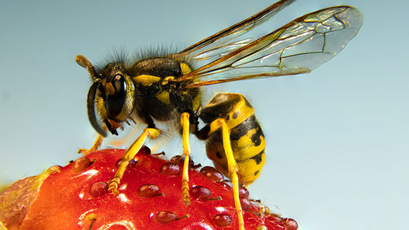 Entretien avec un immunoallergologue.  Lequel est le plus dangereux ?  Venin de guêpe ou d’abeille ?  – Santé et prévention – Santé
