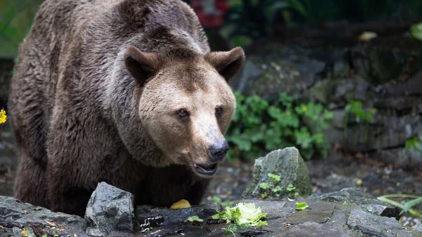 L’Italie veut relocaliser les ours à l’étranger après une récente attaque meurtrière.  Vont-ils finir avec nous ?  – Montagnes – Voyage