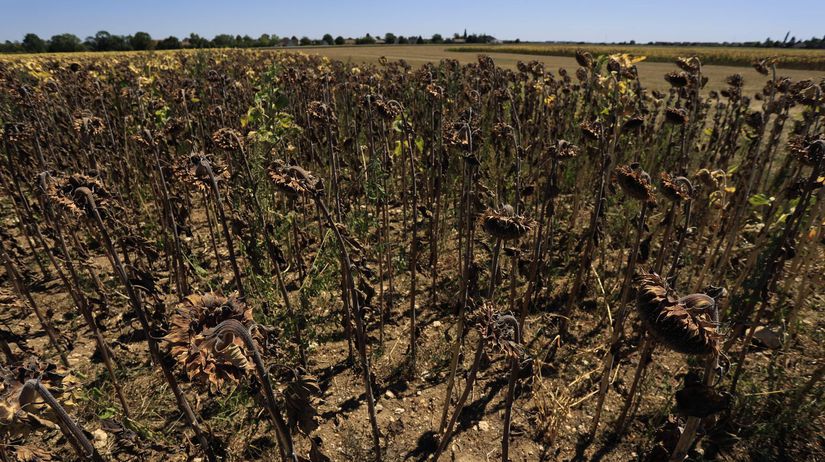 La France est frappée par la quatrième vague de chaleur, l’Espagne enregistre le mois de juillet le plus chaud de son histoire