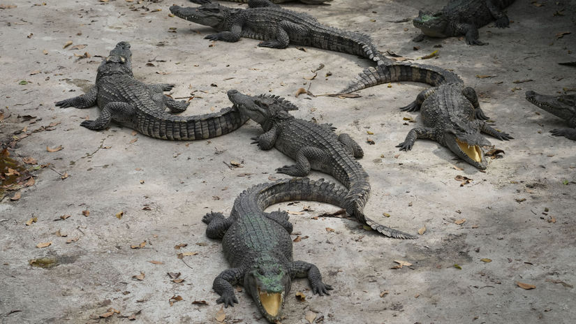 Les crocodiles seraient attirés par les cris des jeunes enfants – Terre – Science et technologie
