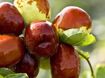 Staroveká Čína ho nazývala elixírom...