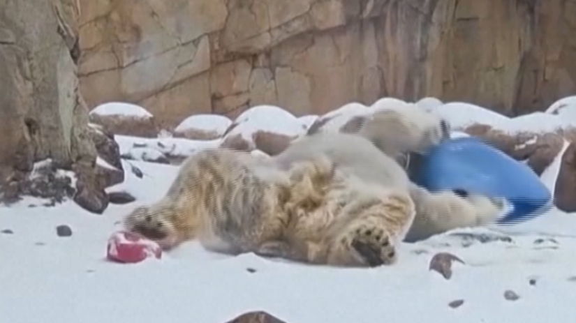 VIDEO: Neskrývaná slasť. Aspoň niekomu urobili záľahy snehu v USA radosť Kép