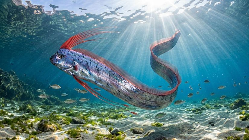 Na pl&aacute;ži sa objavili tajomn&eacute; "ryby s&uacute;dneho dňa". A to dvakr&aacute;t po sebe. Ľudia veria, že s&uacute; poslom apokalypsy