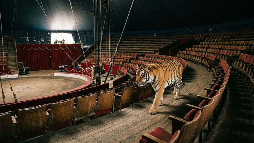 Sekundy hr&ocirc;zy v cirkuse. Tiger sa dostal medzi div&aacute;kov, rodiny v panike utekali