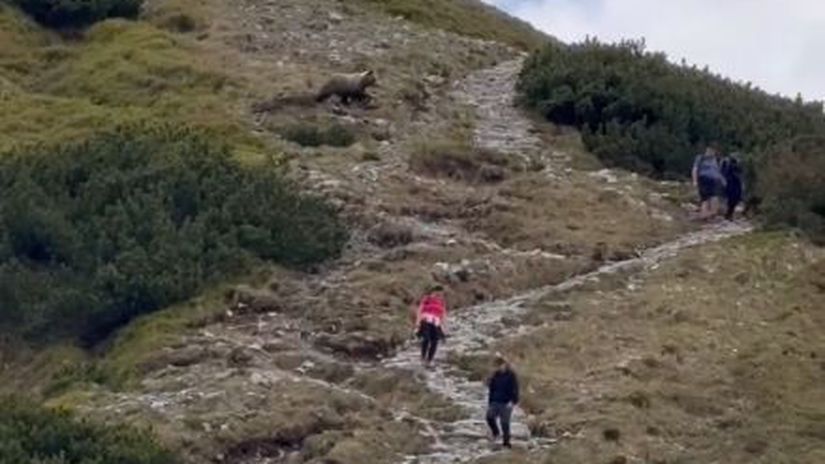 Stuhla im krv v žil&aacute;ch. Tatransk&yacute; medveď si to &scaron;vihol priamo pomedzi &scaron;okovan&yacute;ch turistov, koment&aacute;r k videu bav&iacute; internet